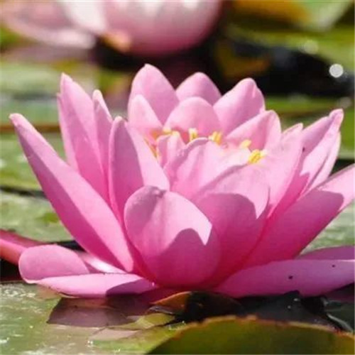 中年人老年人专属头像荷花图片