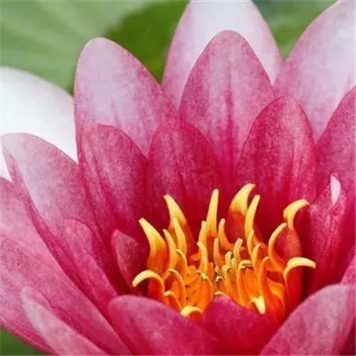 中年人老年人专属头像荷花图片