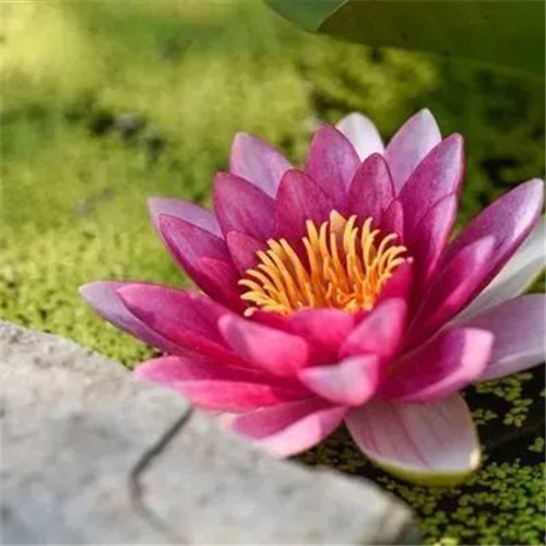 中年人老年人专属头像荷花图片