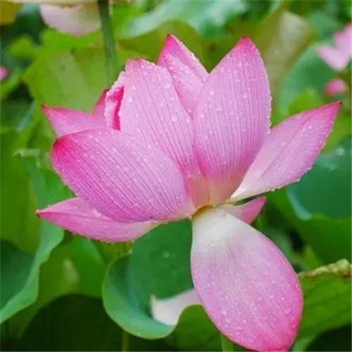 中年人老年人专属头像荷花图片