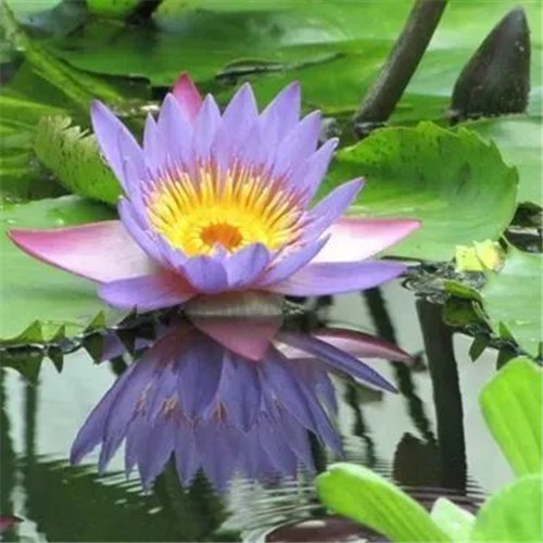 中年人老年人专属头像荷花图片