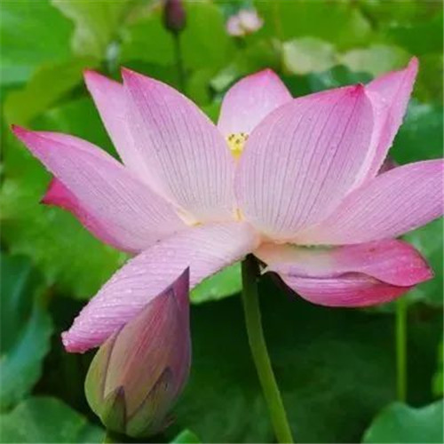 中年人老年人专属头像荷花图片