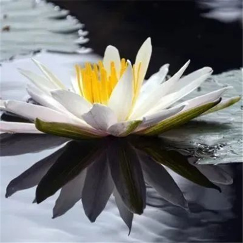 中年人老年人专属头像荷花图片