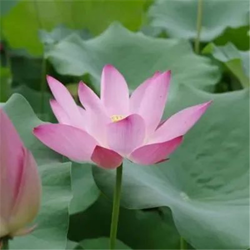 中年人老年人专属头像荷花图片