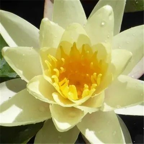 中年人老年人专属头像荷花图片