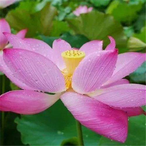 中年人老年人专属头像荷花图片