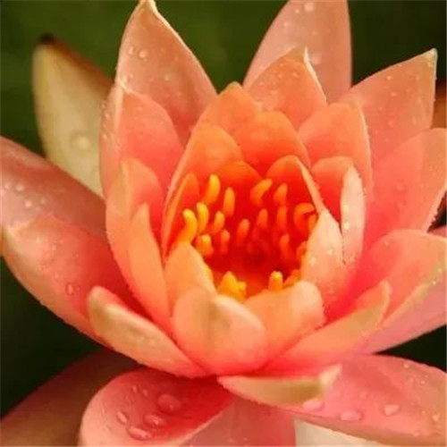 中年人老年人专属头像荷花图片