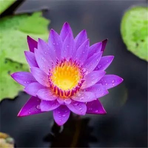 中年人老年人专属头像荷花图片