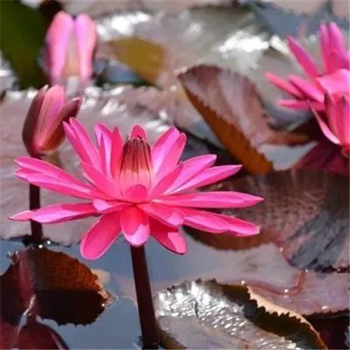 中年人老年人专属头像荷花图片