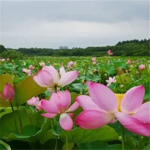 中年人老年人专属头像荷花图片