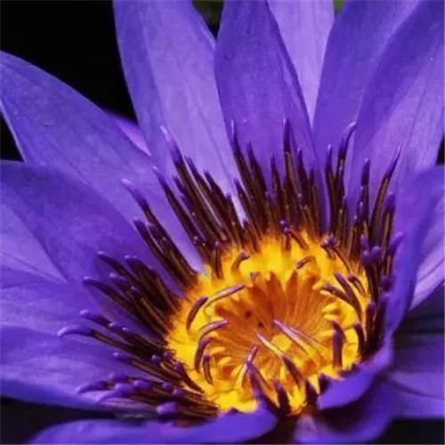 中年人老年人专属头像荷花图片