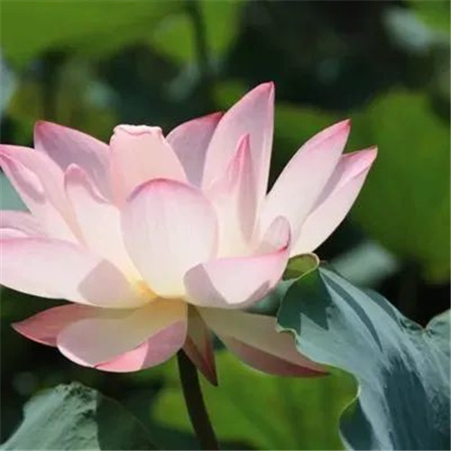 中年人老年人专属头像荷花图片