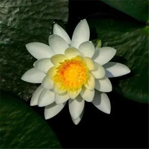 中年人老年人专属头像荷花图片