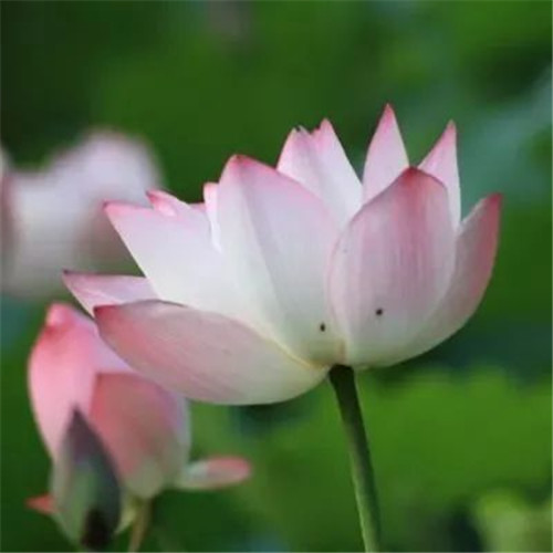 中年人老年人专属头像荷花图片