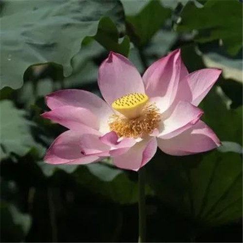 中年人老年人专属头像荷花图片