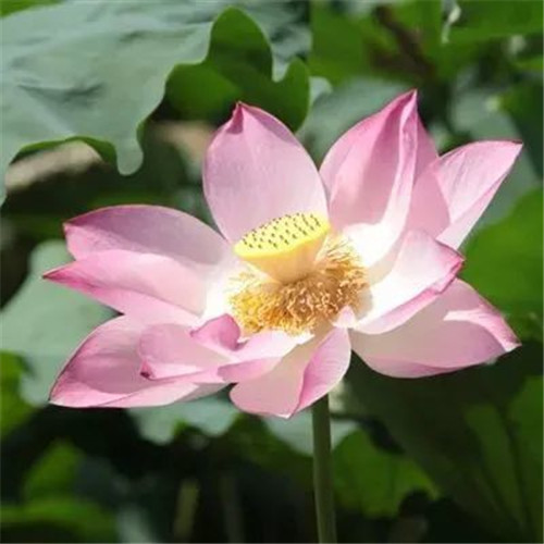 中年人老年人专属头像荷花图片