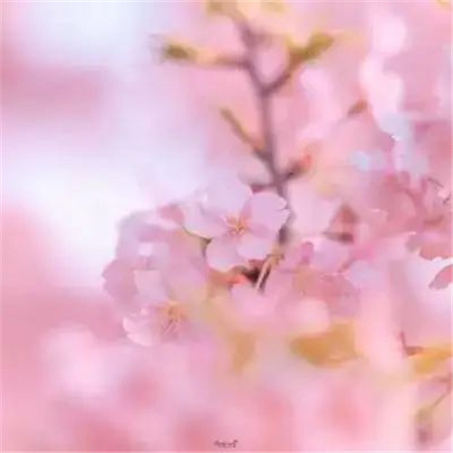 适合妈妈用的高雅微信头像