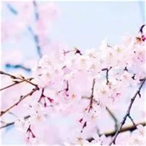 适合妈妈用的高雅微信头像