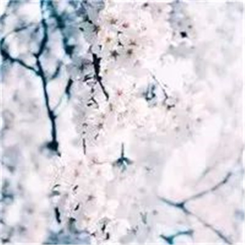 适合妈妈用的高雅微信头像