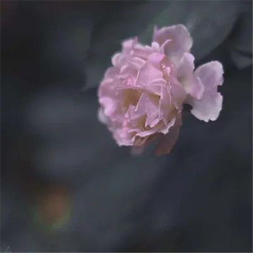 适合妈妈用的高雅微信头像