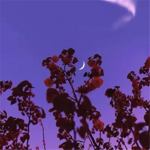 适合妈妈用的高雅微信头像