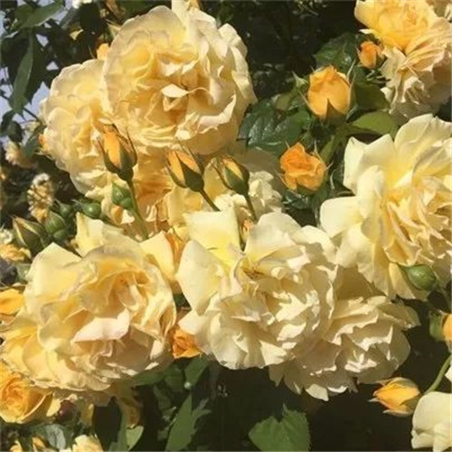 适合妈妈用的高雅微信头像