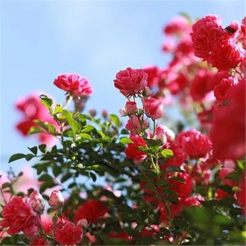 适合妈妈用的高雅微信头像