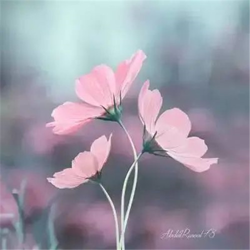 适合妈妈用的高雅微信头像