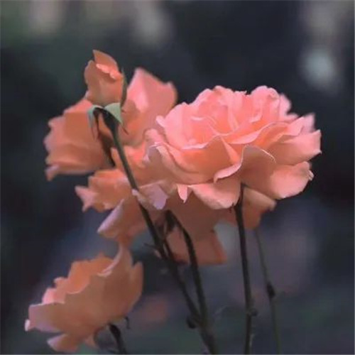 适合妈妈用的高雅微信头像