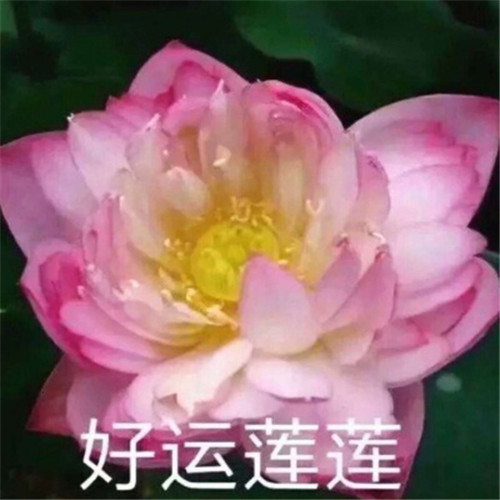 适合妈妈用的高雅微信头像