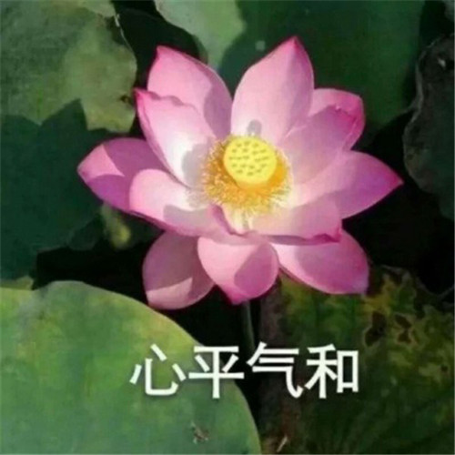 适合妈妈用的高雅微信头像