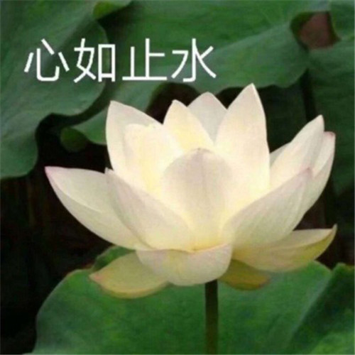 适合妈妈用的高雅微信头像