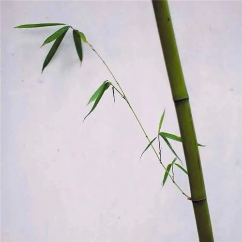 爸爸们爱用的头像