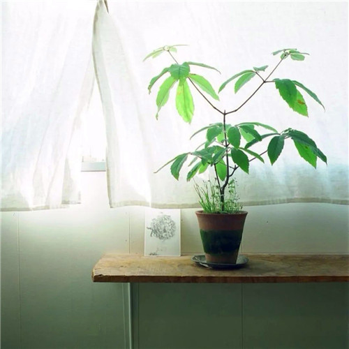 爸爸们爱用的头像