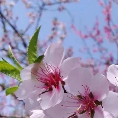 旺自己的微信头像