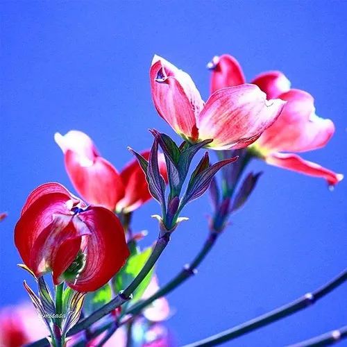 旺自己的微信头像