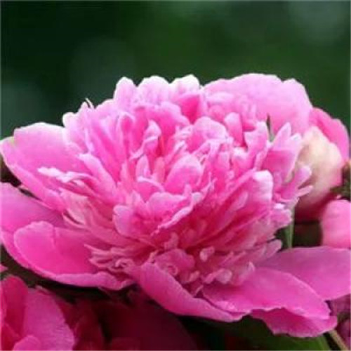 花开富贵头像