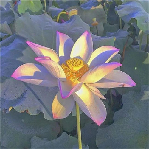 花开富贵头像