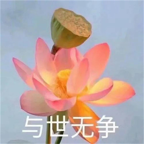 花开富贵头像
