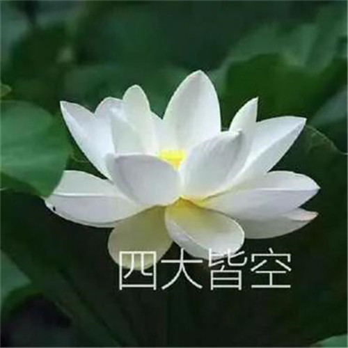 花开富贵头像