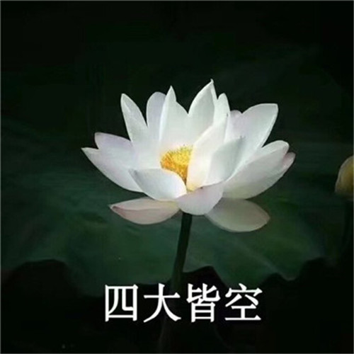 花开富贵头像