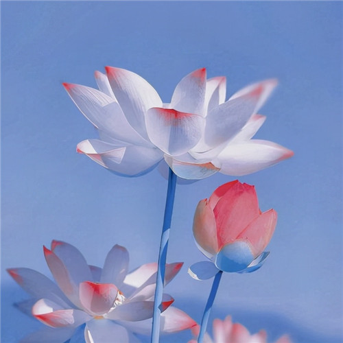 花开富贵头像