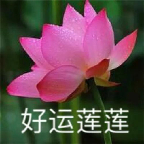 花开富贵头像