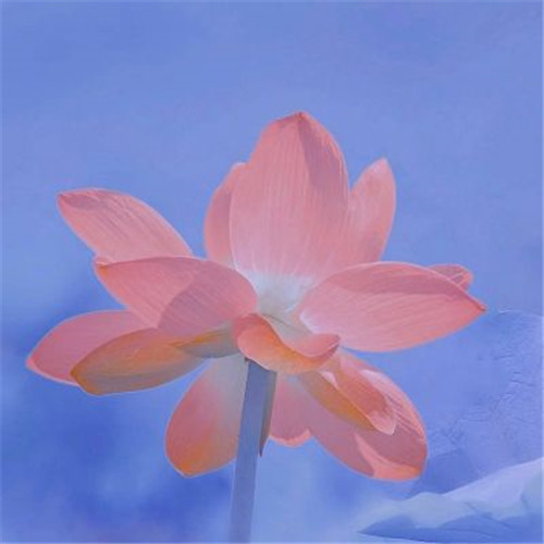 花开富贵头像