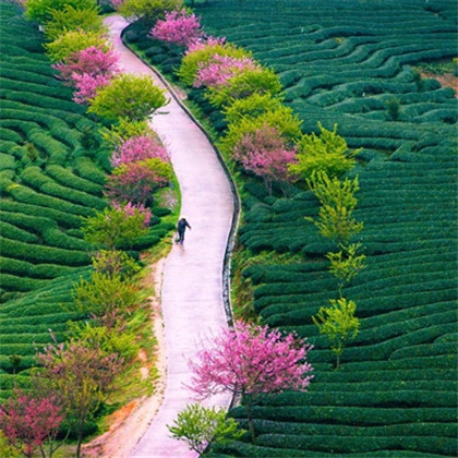 适合女人做头像的风景
