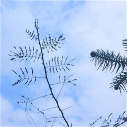 适合女人做头像的风景