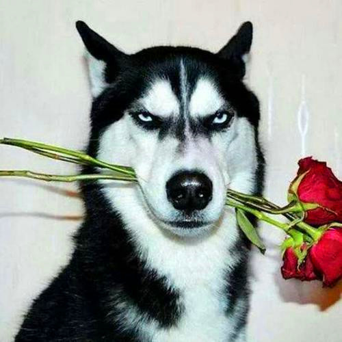 沙雕又好看的搞怪头像图片