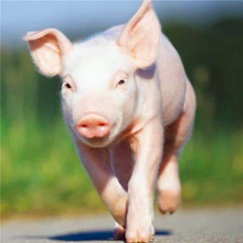 沙雕又好看的搞怪头像图片