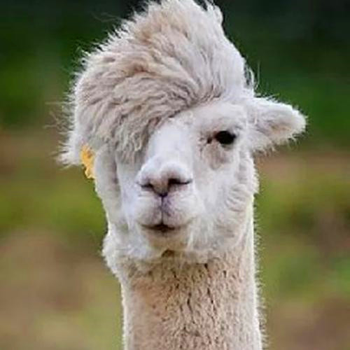 沙雕又好看的搞怪头像图片