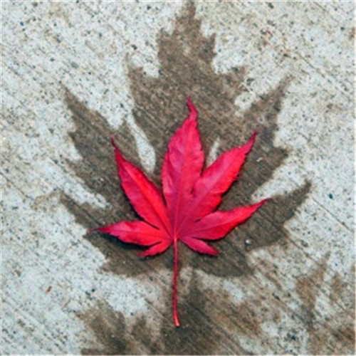 微信简单干净好看头像